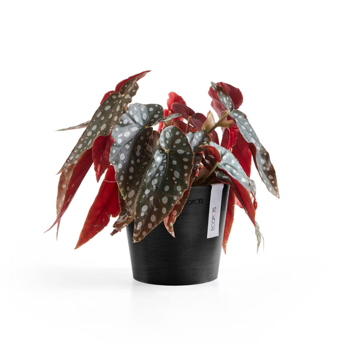 BLUMENTOPF Amsterdam 13/11,4 cm Dunkelgrau - Dunkelgrau, Kunststoff (13/11.4cm) - Ecopots