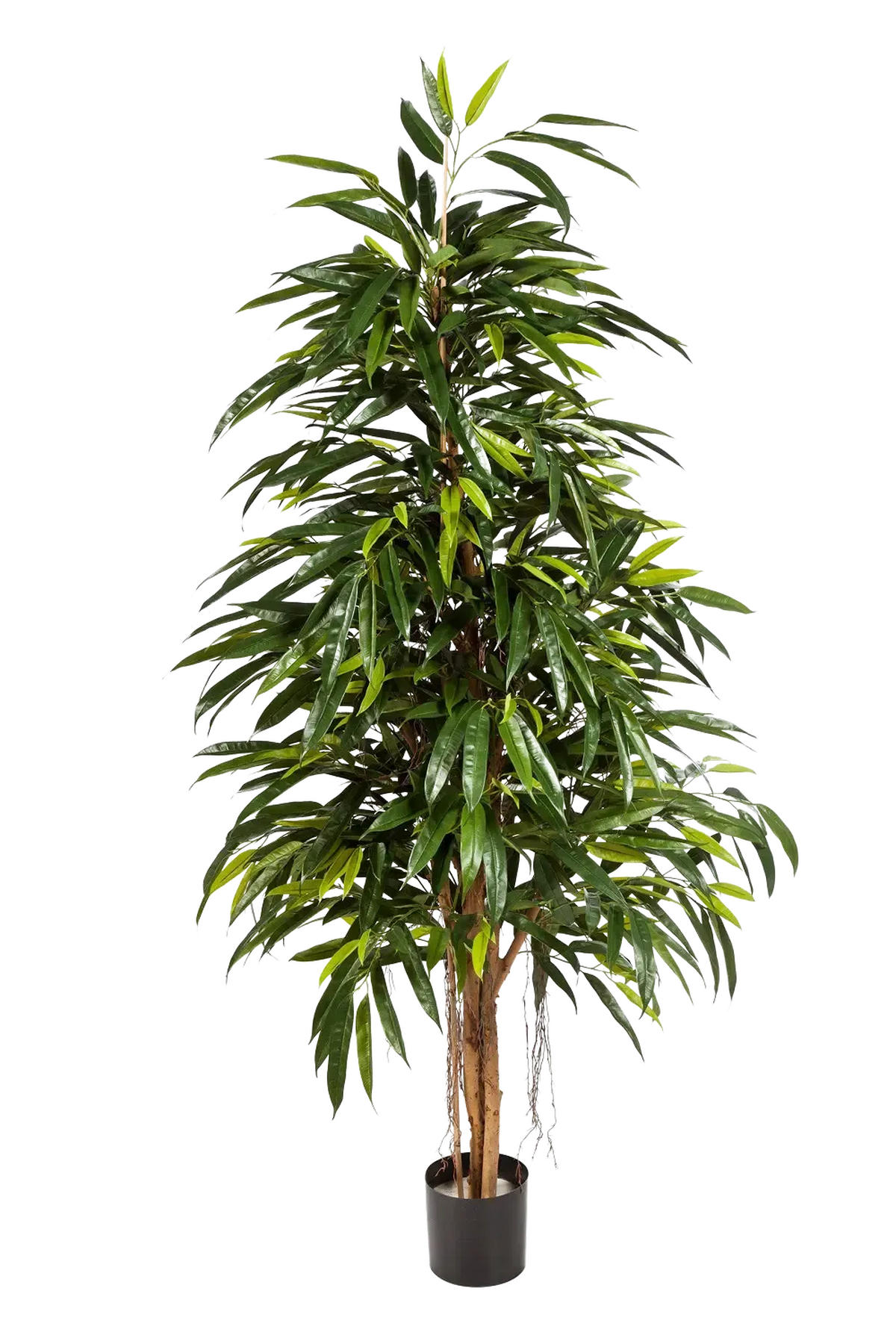 KUNSTBAUM Künstliche Longifolia - Steffen 210 cm - Grün, Kunststoff (210cm) - aplanta