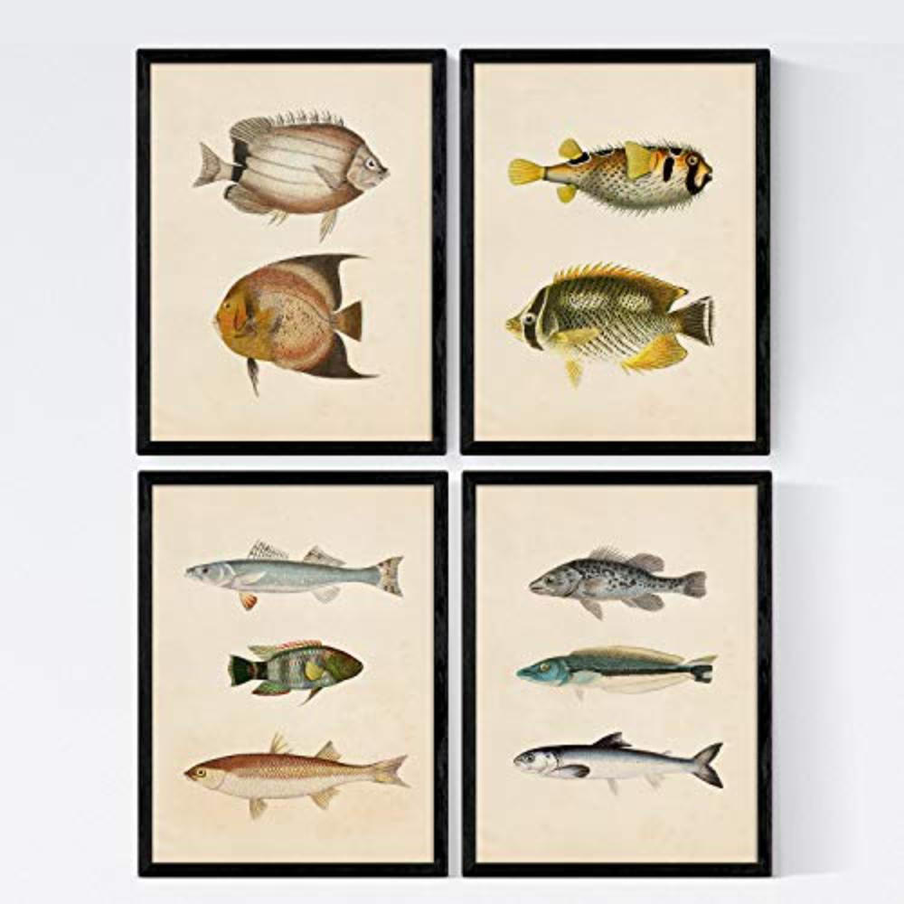 POSTER Set mit 4 Mittelmeer 10 verschiedenen Fischen A4 Schwarzer Rahmen - Schwarz, Papier (29.7/3cm) - Nacnic