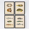 POSTER Set mit 4 Mittelmeer 10 verschiedenen Fischen A4 Rahmenlos - Klar, Papier (29.7/3cm) - Nacnic