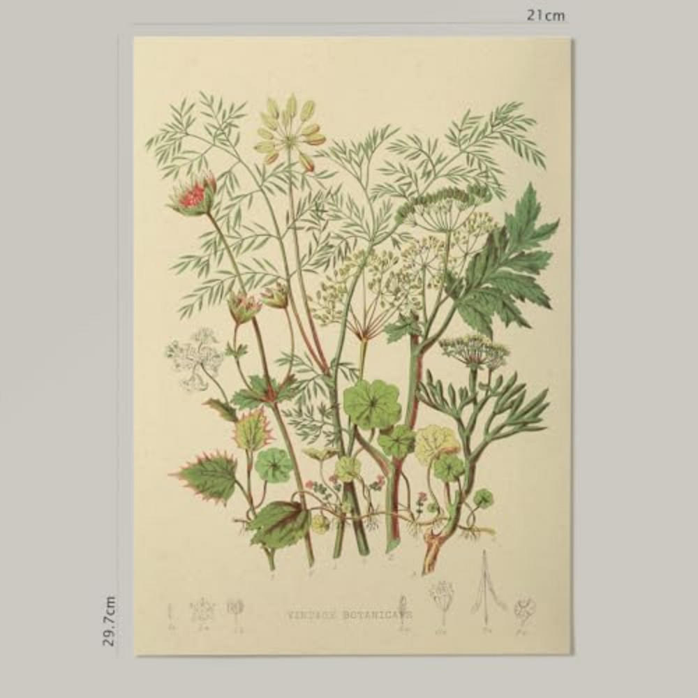 POSTER Impression Artistique Umbellace A4 Rahmenlos - Klar, Papier (29.7/5/21cm) - Nacnic