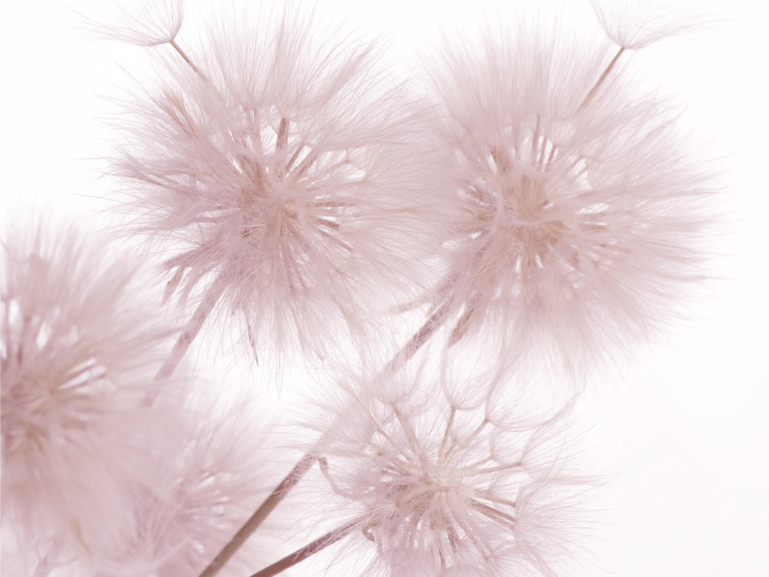 FOTOTAPETE Blumen 360 x 254 cm - Pink, Papier (360/254cm) - Sanders & Sanders