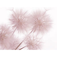 FOTOTAPETE Blumen 360 x 254 cm - Pink, Papier (360/254cm) - Sanders & Sanders