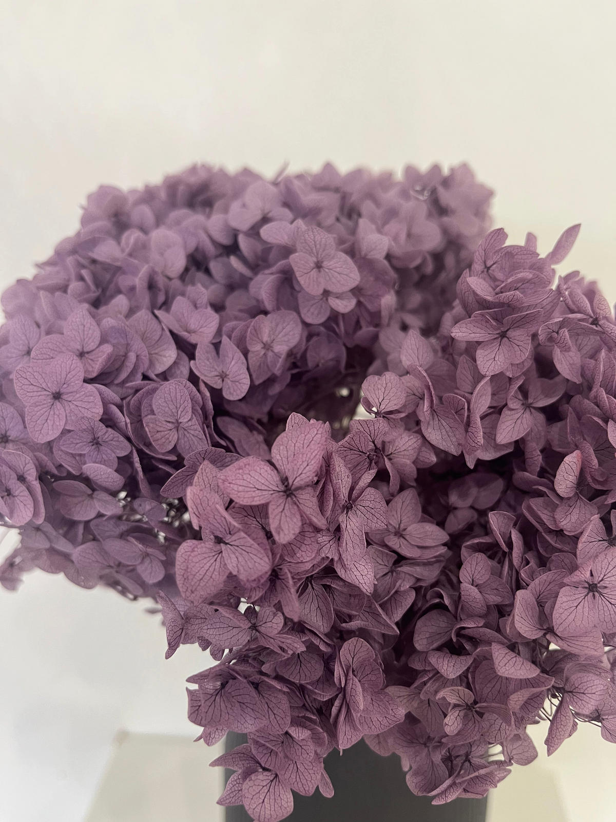 RISPENHORTENSIE: Zeitlose Schönheit, konservierte Hortensien als perfekte Dekoration - blau / 30 cm - Blau, Naturmaterialien (30cm) - Lykke & You