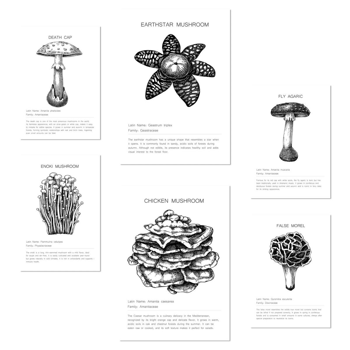 POSTER Set Mit 6 Komposition Aus Schwarzen & Weißen Pilzfamilien A3 & A4 Rahmenlos - Klar, Papier (29/3cm) - Nacnic