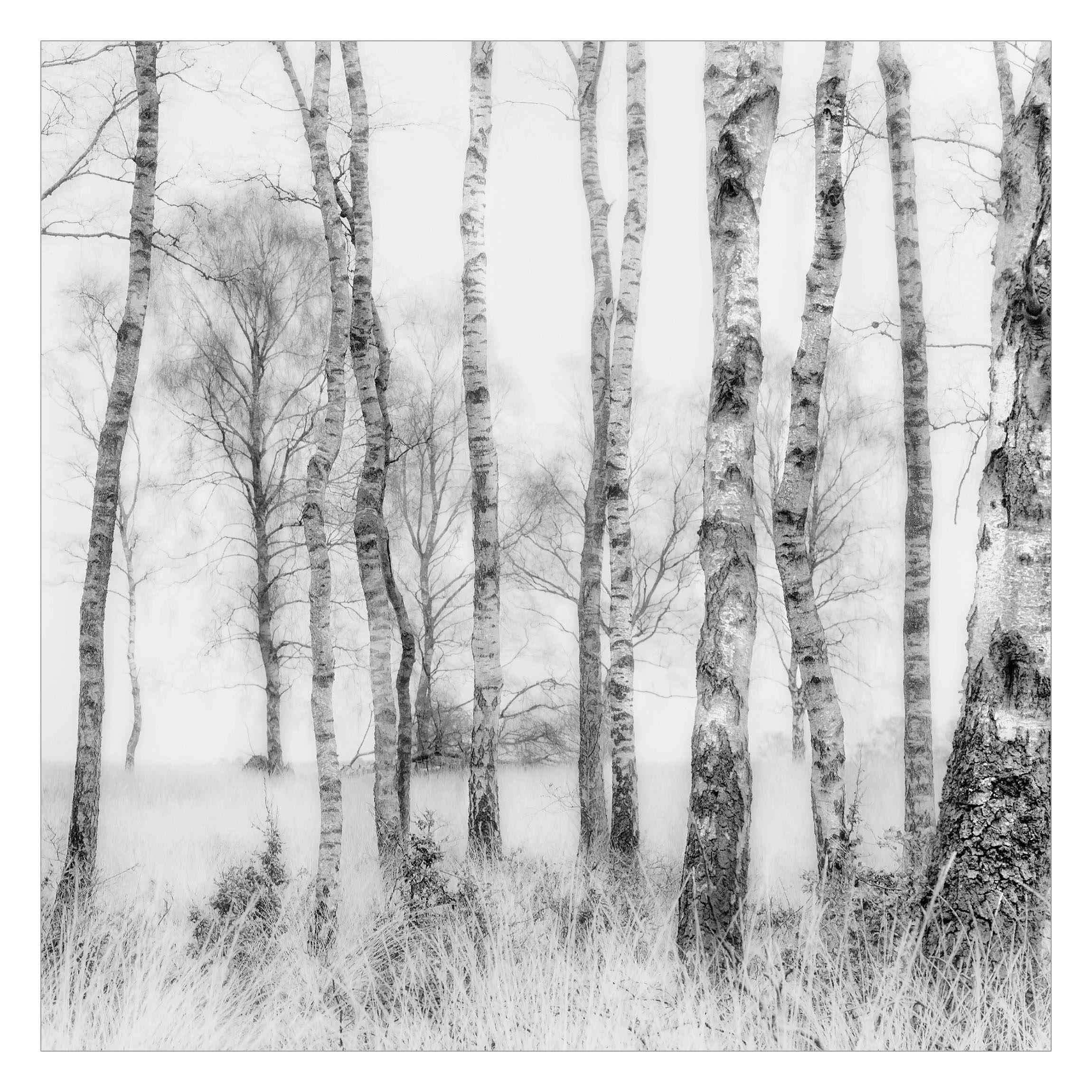 Bilderwelten Fototapete Schwarz 240x240 cm
