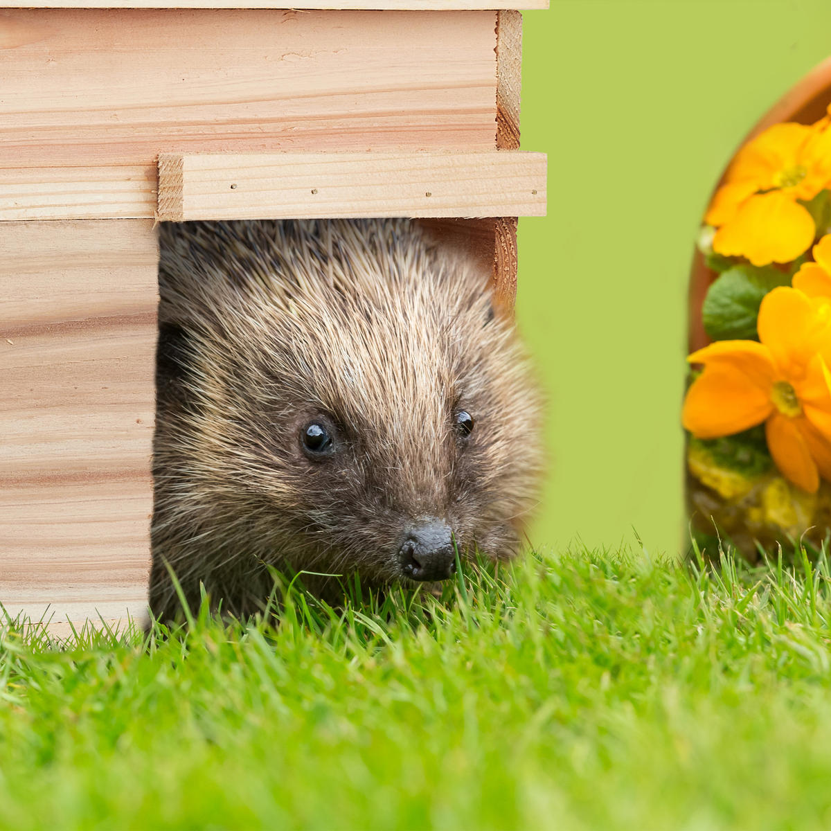 IGELHAUS - Hellbraun, Holz (40/21/30cm) - Relaxdays