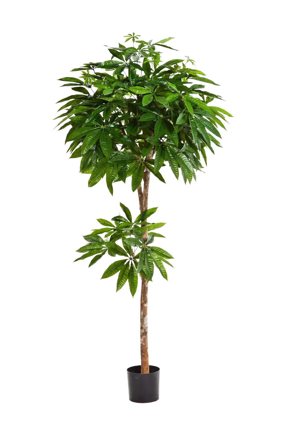 KUNSTBAUM Künstliche Pachira - Natalia 180 cm - Naturfarben, Kunststoff (180cm) - aplanta