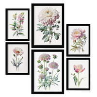 POSTER Set Mit 6 Pinke Blumen Vollfarbige Natur Und Botanikdrucke Mit Blumenmotiven Auf Reinweißen Hintergründen A3 & A4 Schwarzer Rahmen - Schwarz, Papier (29/3cm) - Nacnic