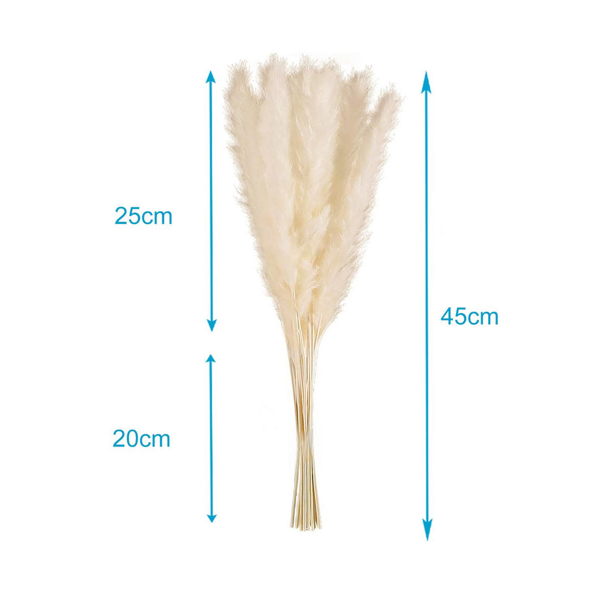 PAMPASGRAS Trockenblumen 30 Stück - Weiß, Naturmaterialien (5cm) - Intirilife