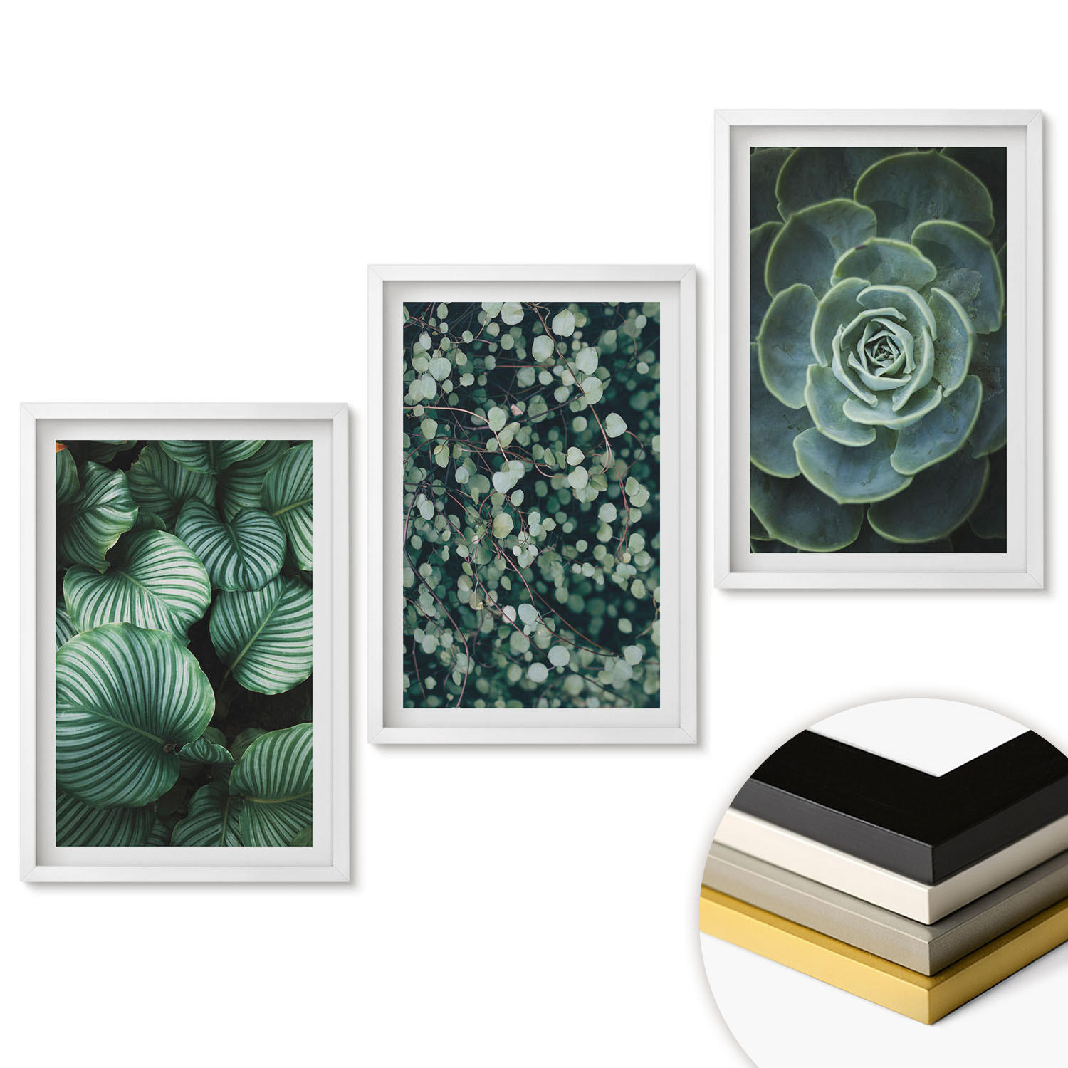 WANDBILDER 3er-Set - 40x60 cm Weißer Rahmen - Sukkulenten im Stil grüner Blätter - Weiß, Kunststoff (40/60cm) - ArtPrintCave