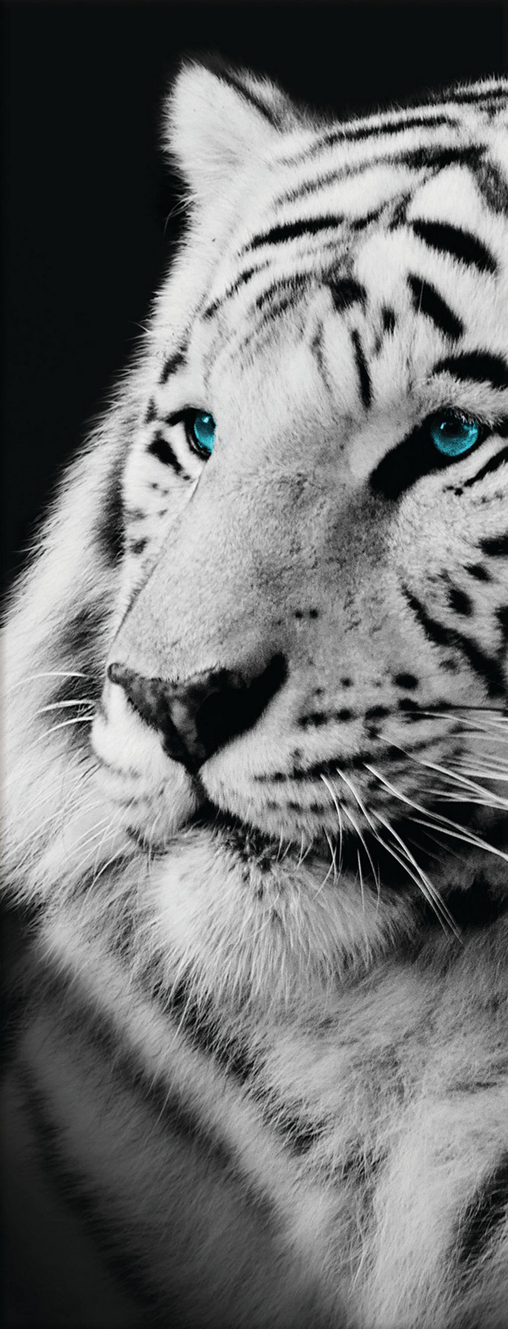 GLASBILD 30x80 cm Tiere - Anthrazit, Glas (30/80cm) - artissimo