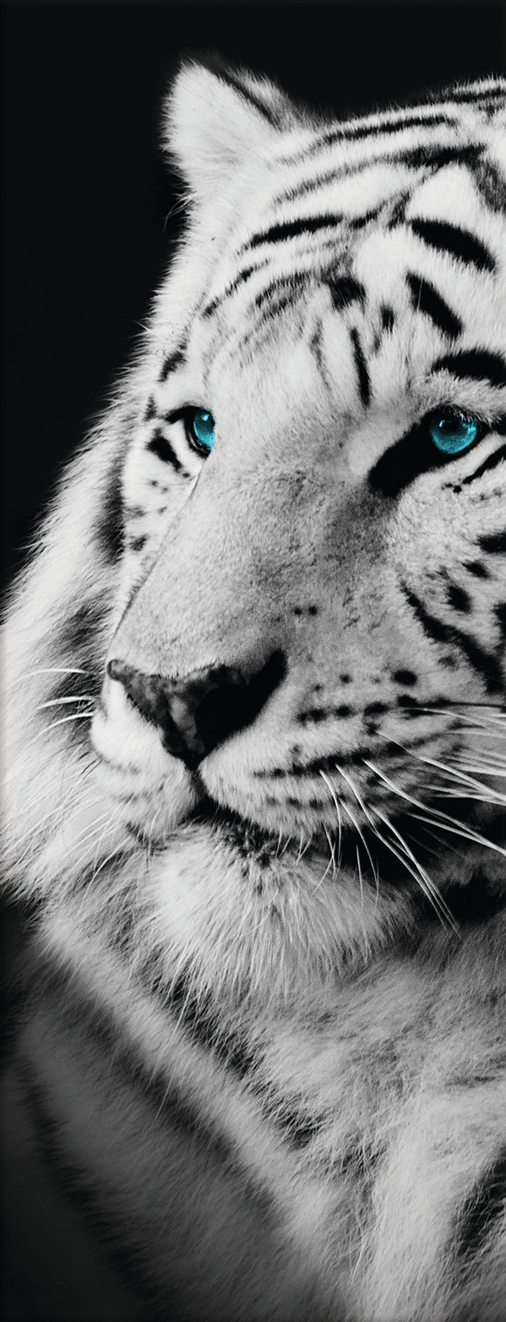 GLASBILD 30x80 cm Tiere - Anthrazit, Glas (30/80cm) - artissimo