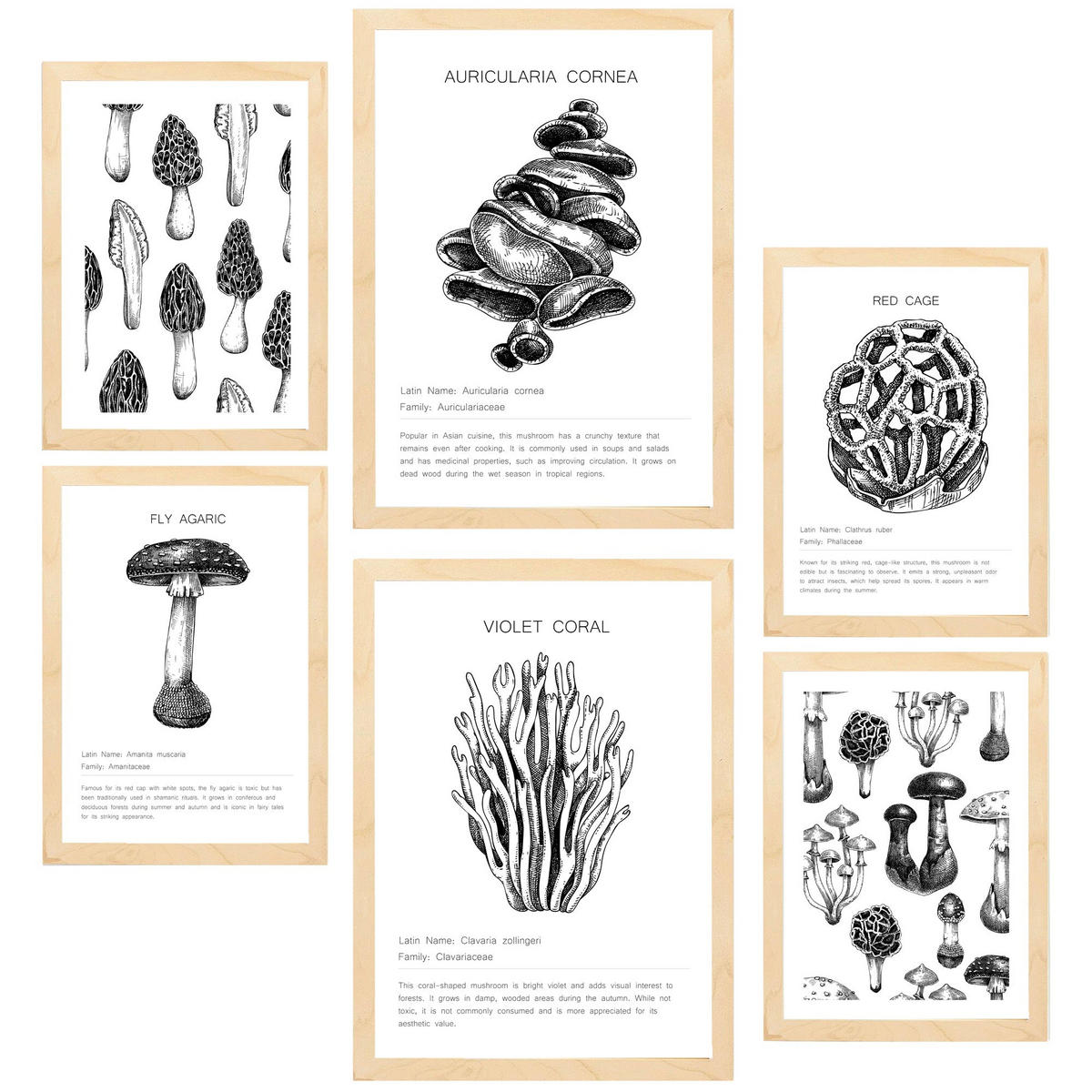 POSTER Set Mit 6 Schwarz Weiße Pilzkomposition A3 & A4 Rahmen Aus Hellem Holz - Beige, Papier (29/3cm) - Nacnic