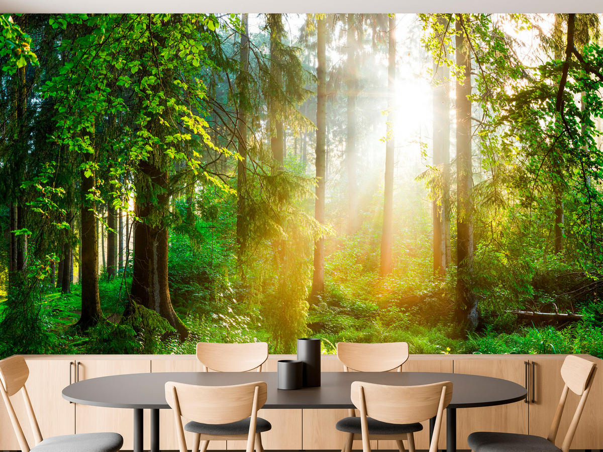 FOTOTAPETE für Wohnzimmer Sonniger Wald Bäume Pflanzen Natur Gras 450x315 - Multicolor, Papier (450/315cm) - Muralo