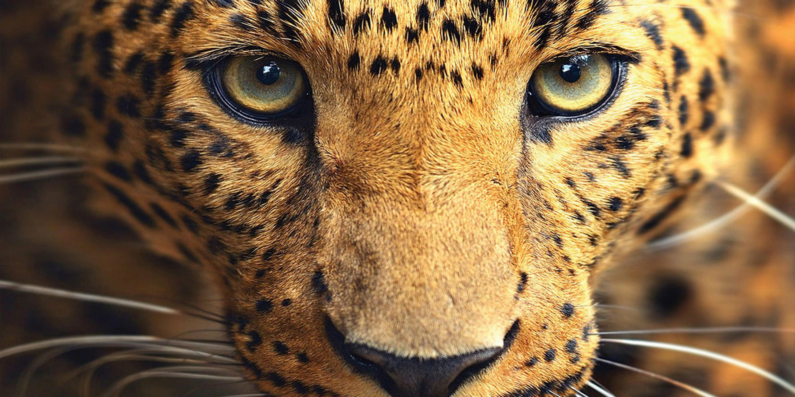 Bild von einem Leopard