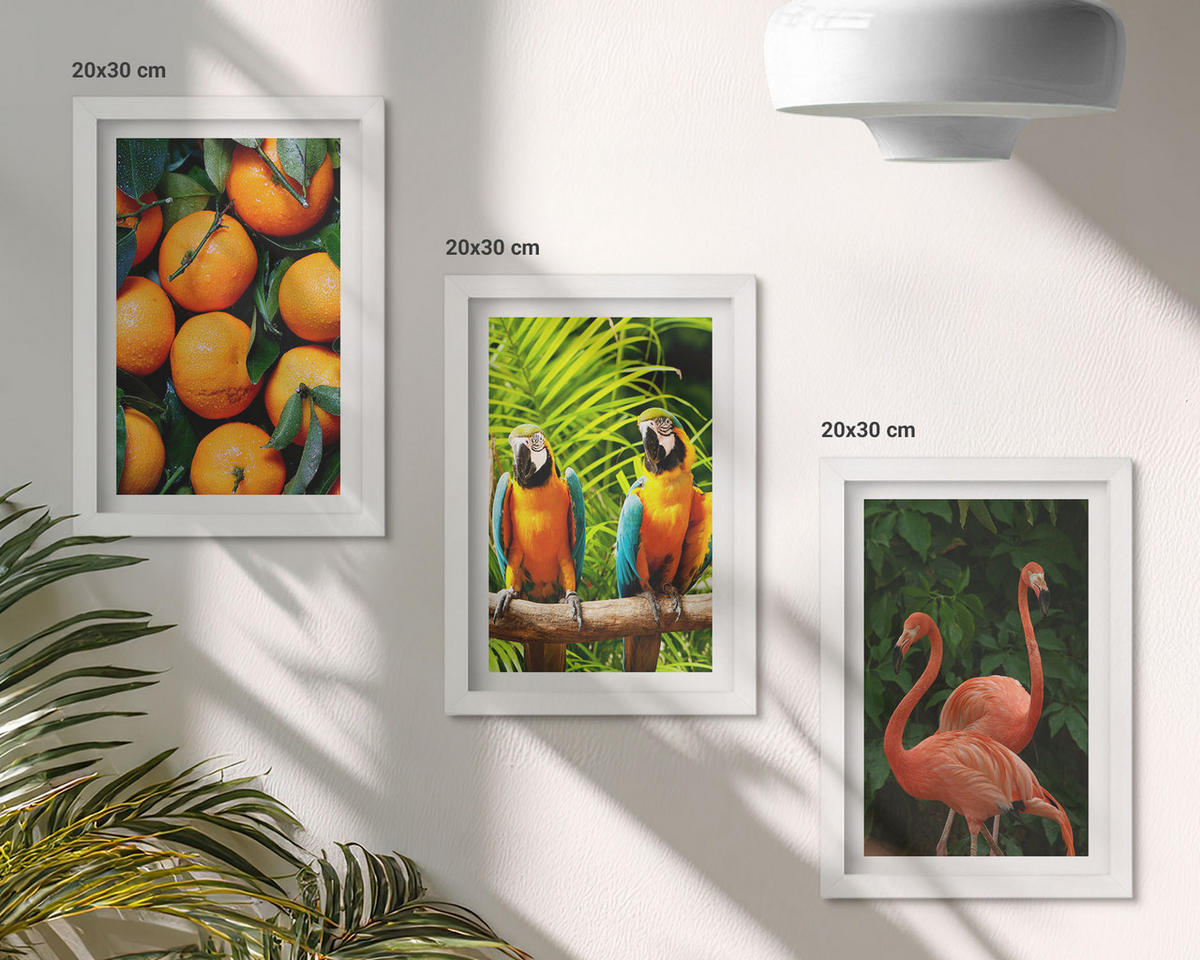 BILDER SET 3er Set - 20x30 cm Weißer Rahmen - Fruchtige Akzente in den Tropen - Weiß, Kunststoff (20/30cm) - TULUP