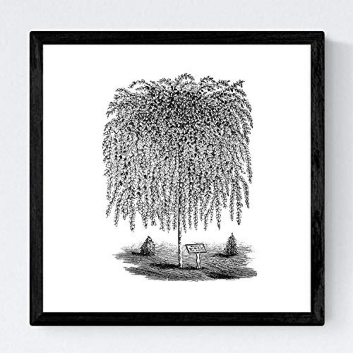 POSTER Set mit 4 Blättern der Bäume Weiden weiß 20x20cm Rahmenlos - Klar, Papier (20/3cm) - Nacnic