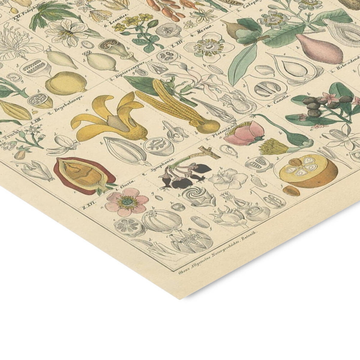 POSTER mit Rahmen Wild Apple - Flora Chart I - Eichefarben/Grün, Holz/Papier (70/100cm) - Poster&Frame