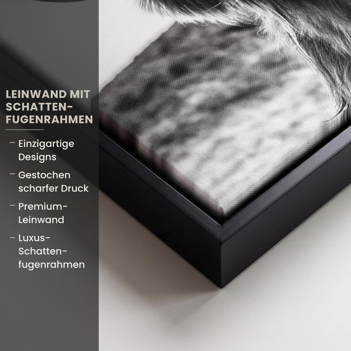 LEINWAND Bilder mit Rahmen - Kuh - Schottischer Hochländer - Schwarz - Weiß - Tier - Natur - Wildtiere - 30x20 - Schwarz, Textil (30/20cm) - MuchoWow