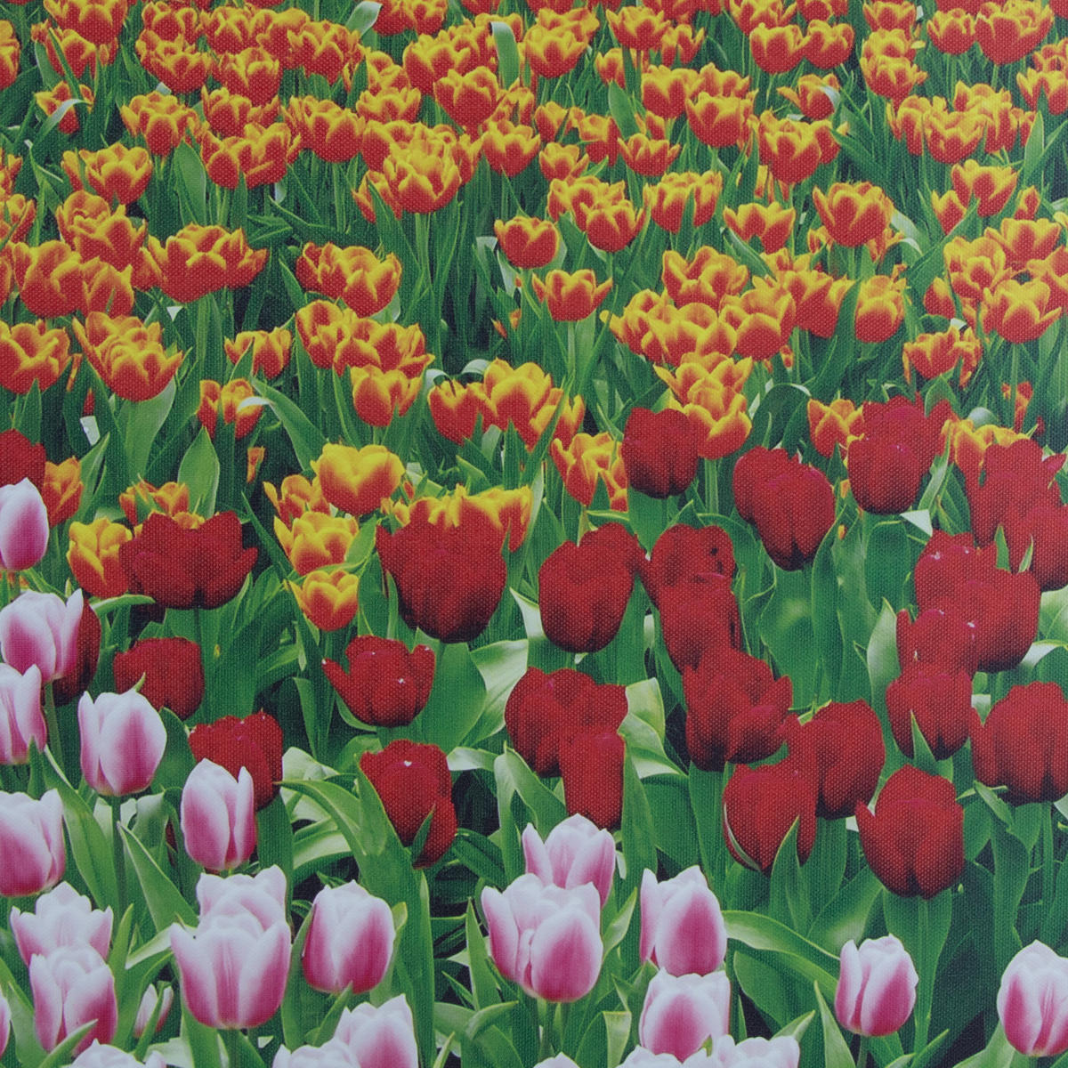 LEINWANDBILD Niederländisches Tulpenfeld 50x70cm - Multicolor, Textil (50/1cm) - Art for the Home