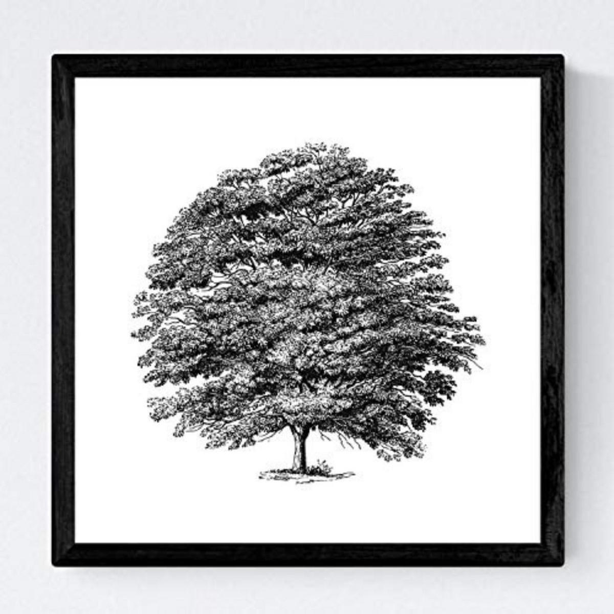 POSTER Set mit 4 Bädern Bäume variierten weißer Hintergrund 20x20cm Rahmenlos - Klar, Papier (20/3cm) - Nacnic