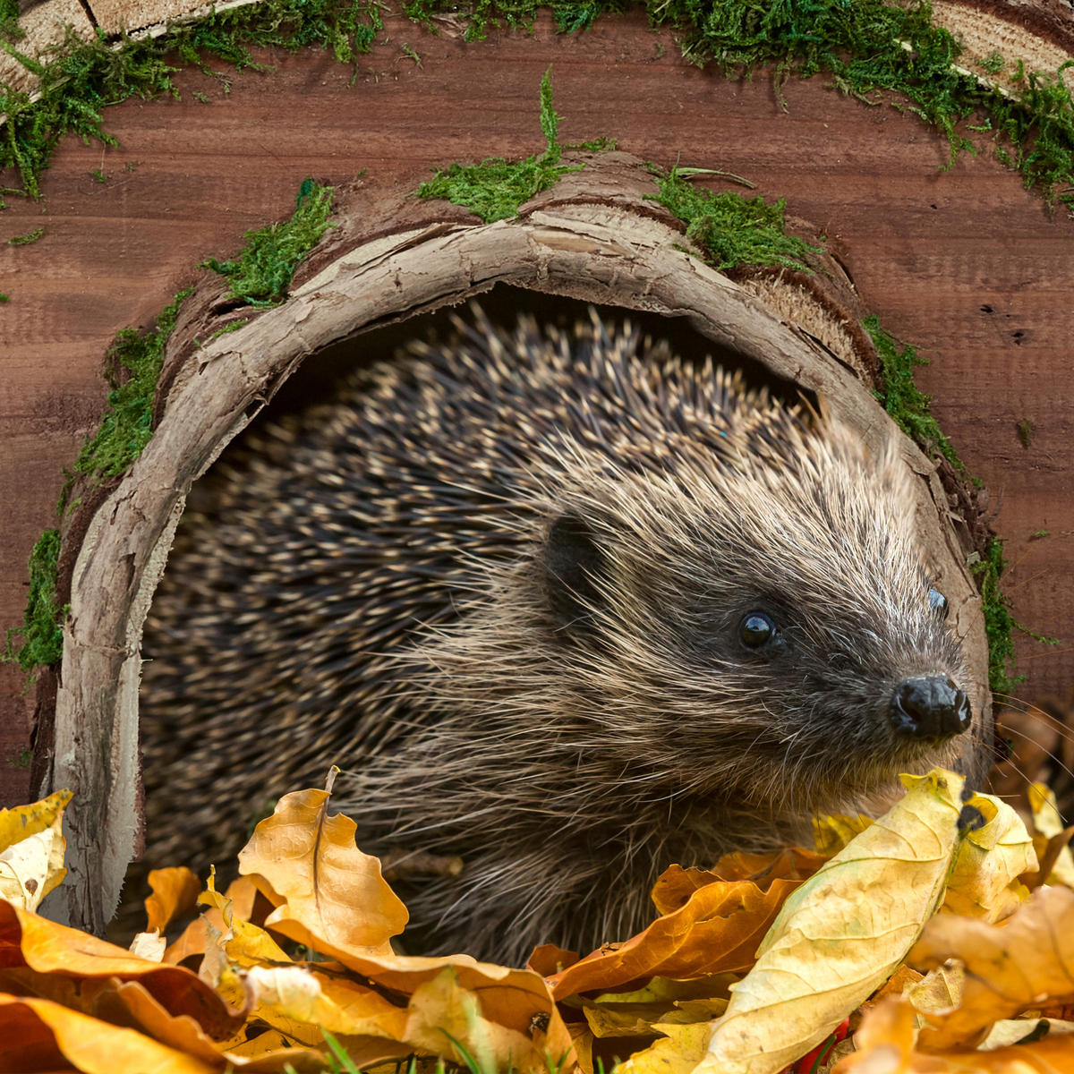 IGELHAUS - Multicolor, Naturmaterialien/Holz (40/20/42cm) - Relaxdays