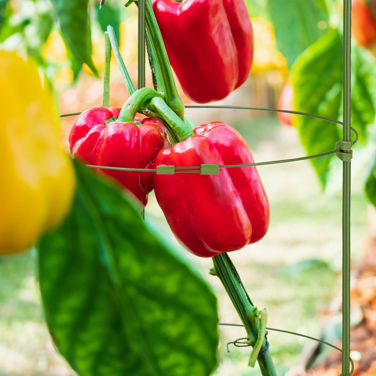 5XRANKHILFE - Grün, Kunststoff/Metall (28/90/28cm) - Relaxdays