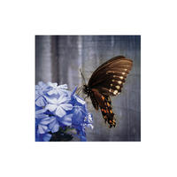 LEINWANDBILD Schmetterling auf einer Blume 50x50cm - Lila/Braun, Textil (50/1cm) - Art for the Home