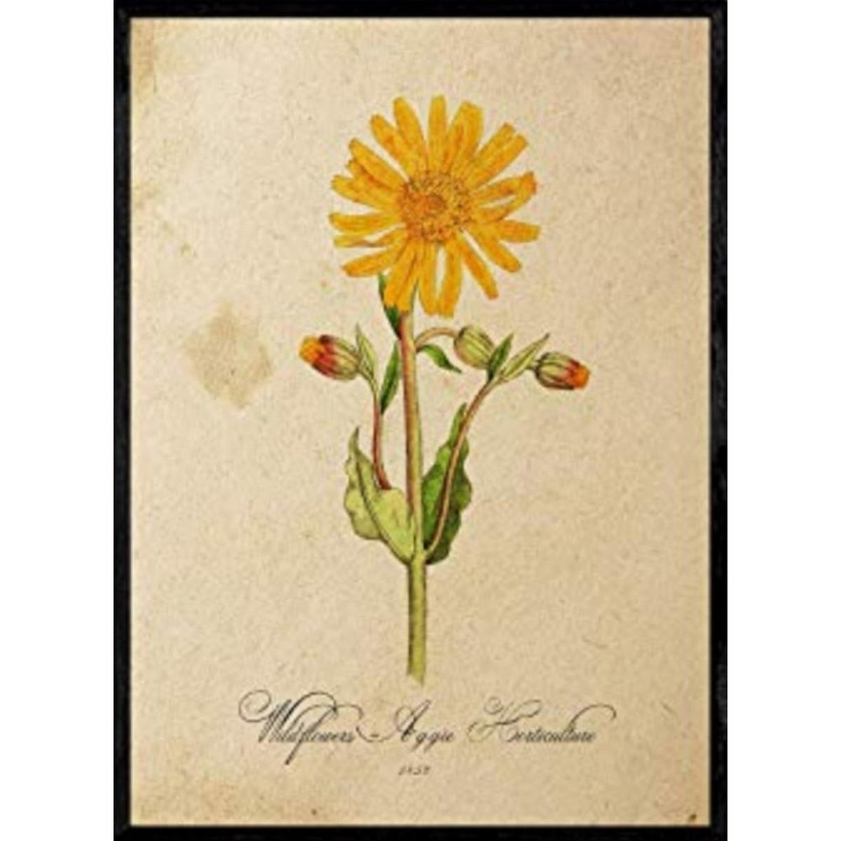 POSTER Wildblume. A4 Schwarzer Rahmen - Schwarz, Papier (29.7/5/21cm) - Nacnic