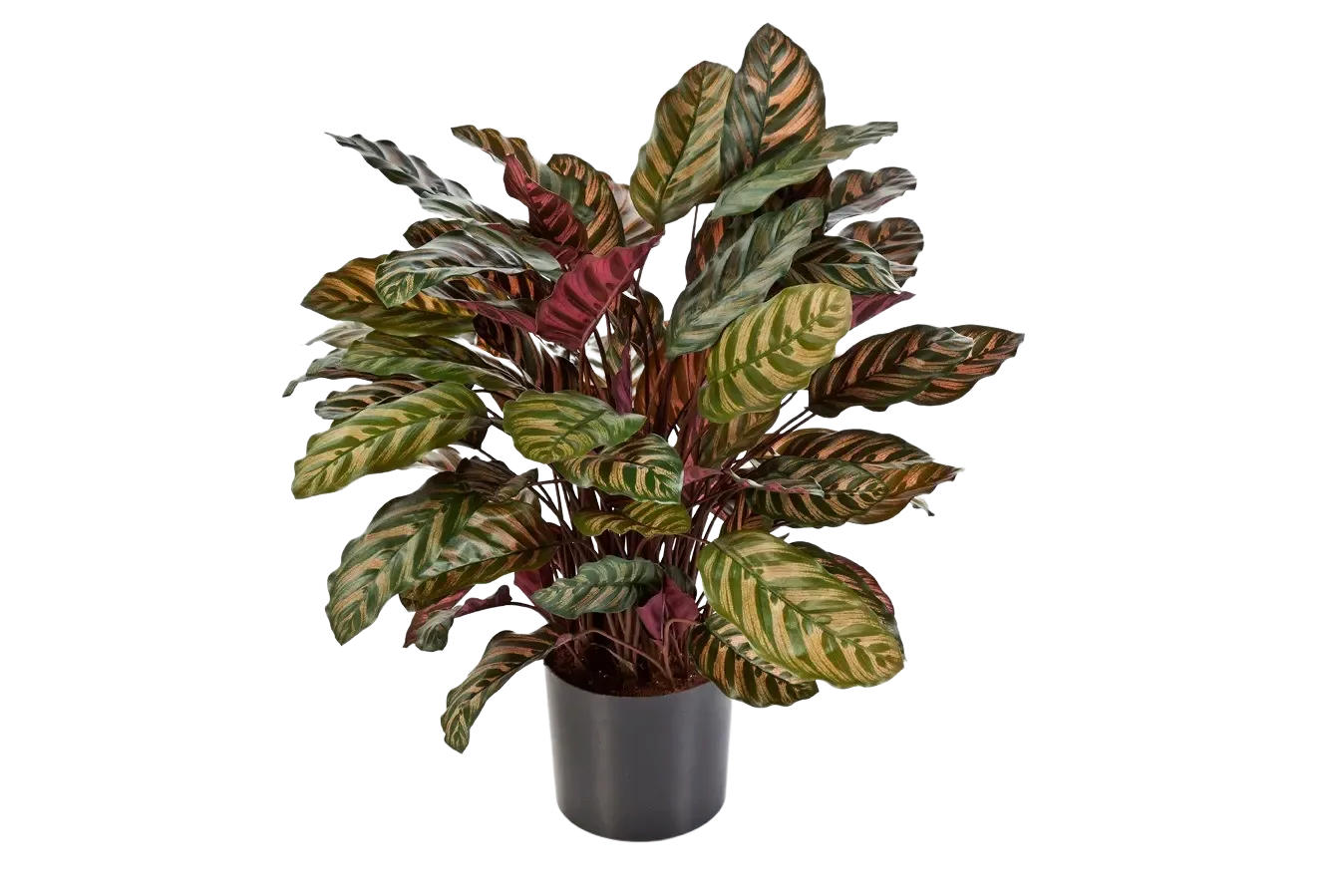 KUNSTPFLANZE Künstliche Calathea - Sunrise 80 cm - Grün, Kunststoff (80cm) - aplanta