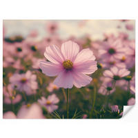 TAPETE - Blumen - Lila - Unscharf - 260x200 cm - Rosa, Papier (260/200cm) - OnlyWow