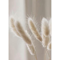POSTER Set 3-teilig Schilf Natur 30x40 cm - Beige, Papier (30/0.1cm)