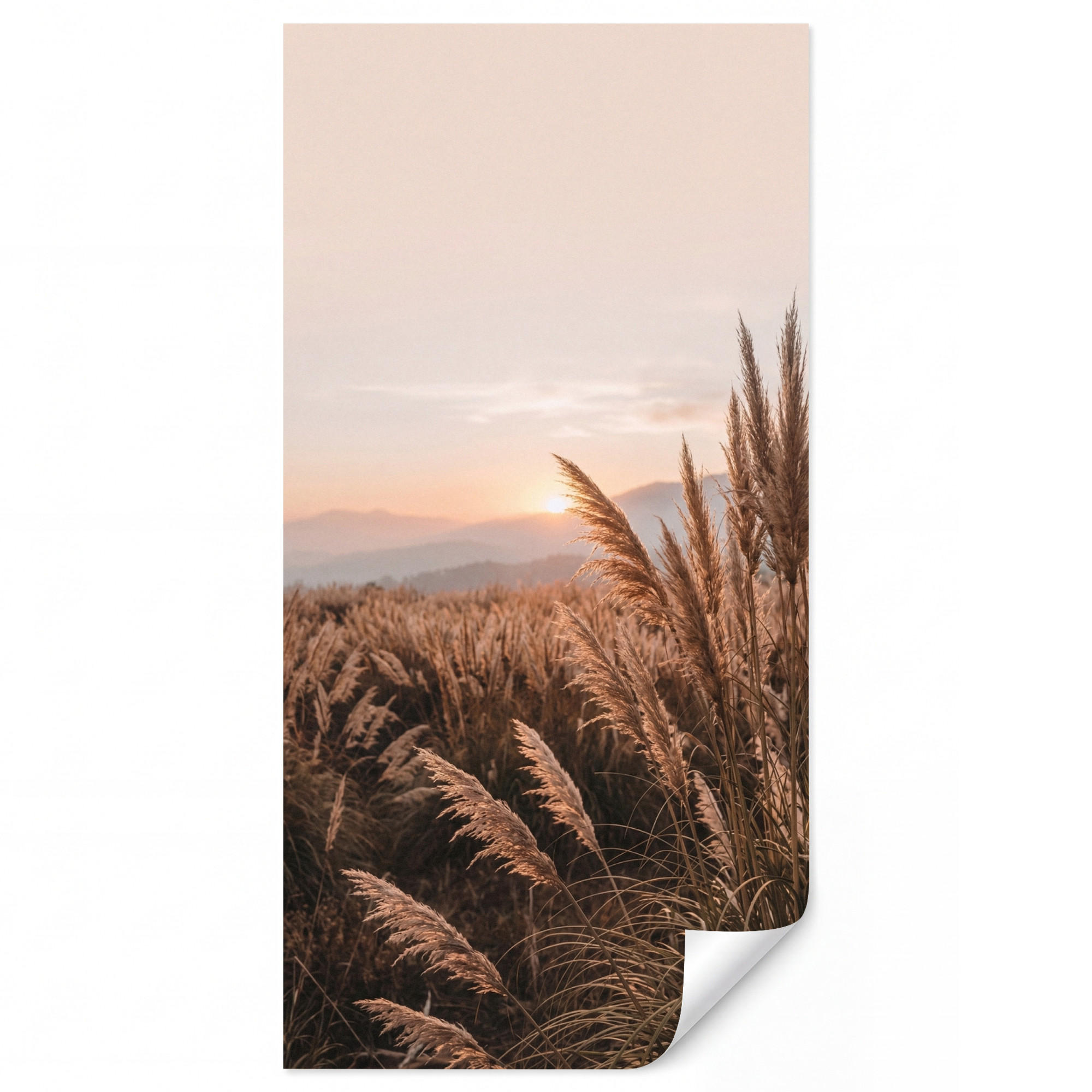 TAPETE - Gras - Feld - Sonne - Natur - 140x260 cm - Sandfarben, Papier (140/260cm) - OnlyWow