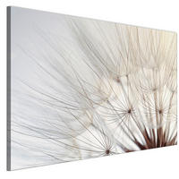 LEINWANDBILD Pusteblumen 120x80 cm - Multicolor, Holz (120/80cm) - LUMASOUL