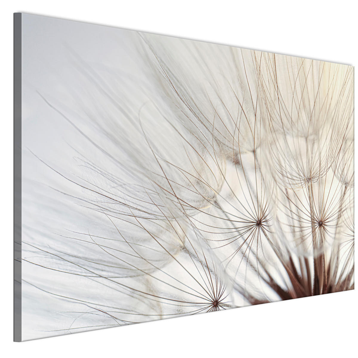 LEINWANDBILD Pusteblumen 120x80 cm - Multicolor, Holz (120/80cm) - LUMASOUL