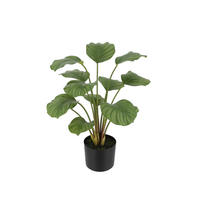 KUNSTPFLANZE Künstliche Calathea - Catalina 63 cm - Grün, Kunststoff (63cm) - aplanta