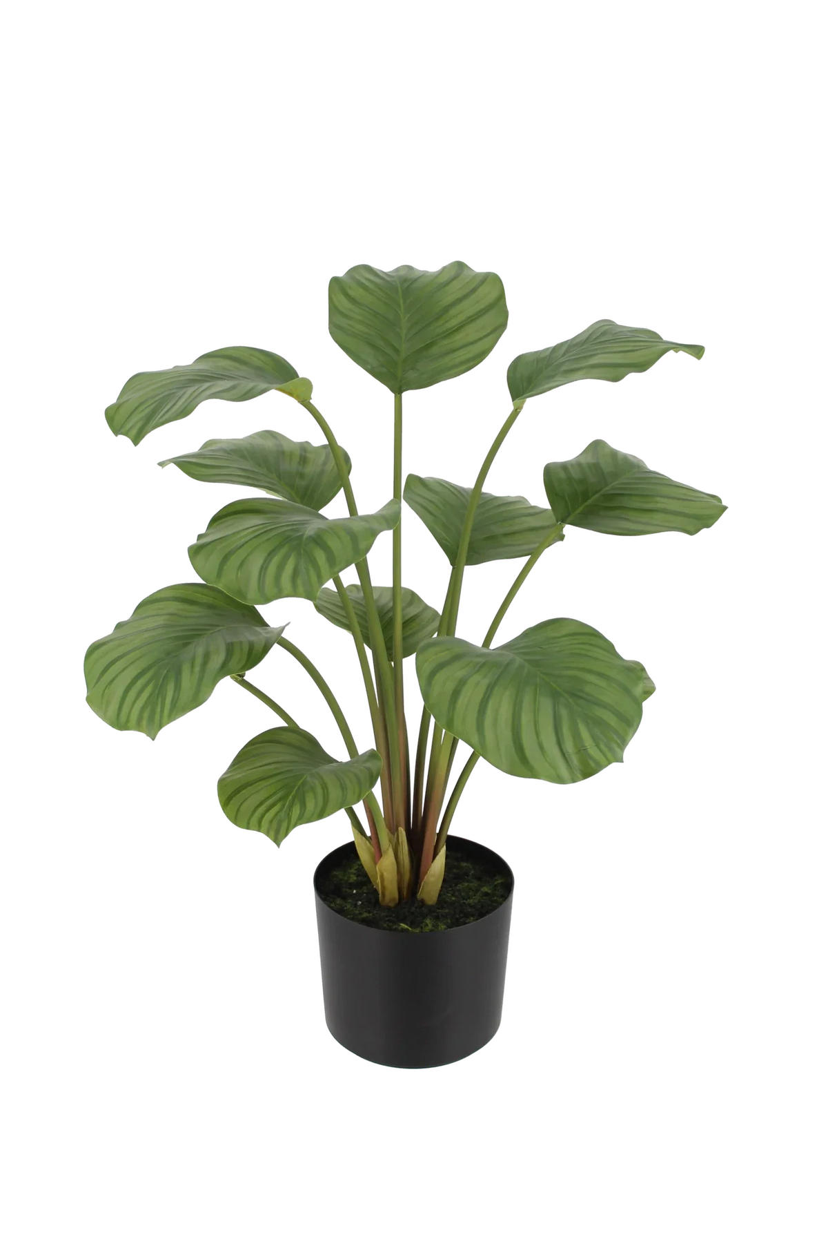 KUNSTPFLANZE Künstliche Calathea - Catalina 63 cm - Grün, Kunststoff (63cm) - aplanta