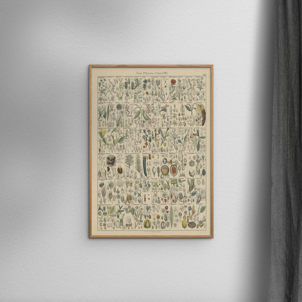 POSTER Wild Apple - Flora Chart II - Grün, Papier (30/40/0.1cm) - Poster&Frame