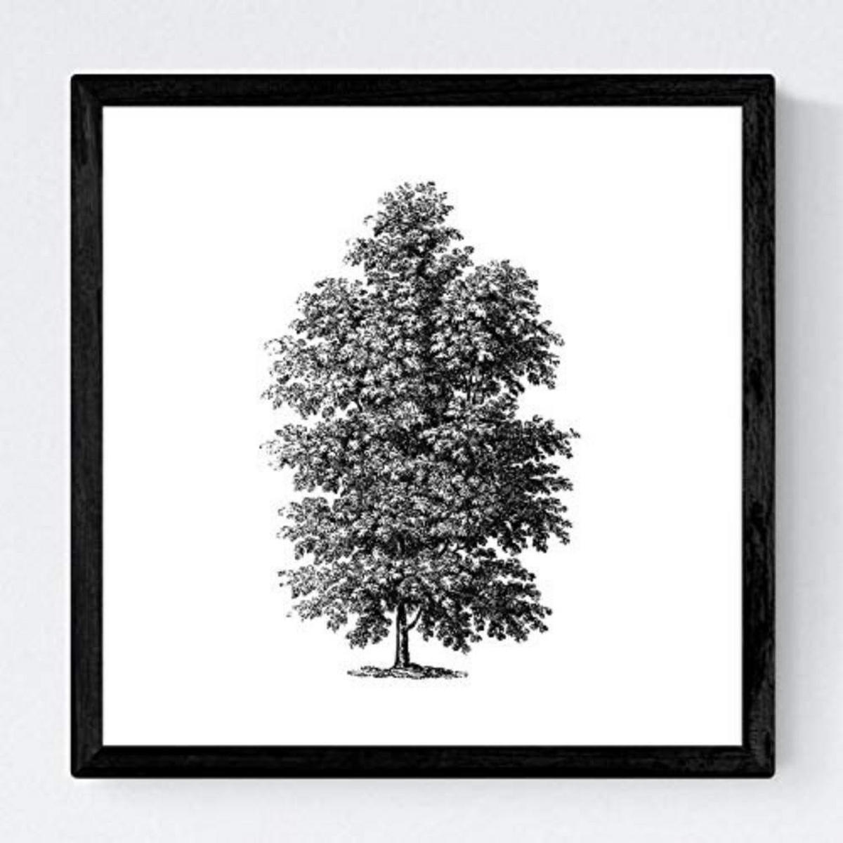 POSTER Set mit 4 Blättern der weißer Hintergrund 30x30 cm Rahmenlos - Klar, Papier (30/3cm) - Nacnic