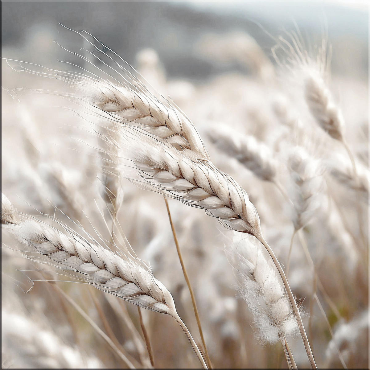 GLASBILD 30×30 cm Getreideähren beige - Beige, Glas (30/30cm) - artissimo