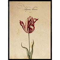 POSTER Tulpe 2. A4 Schwarzer Rahmen - Schwarz, Papier (29.7/5/21cm) - Nacnic