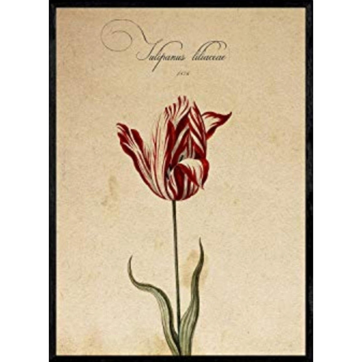 POSTER Tulpe 2. A4 Schwarzer Rahmen - Schwarz, Papier (29.7/5/21cm) - Nacnic