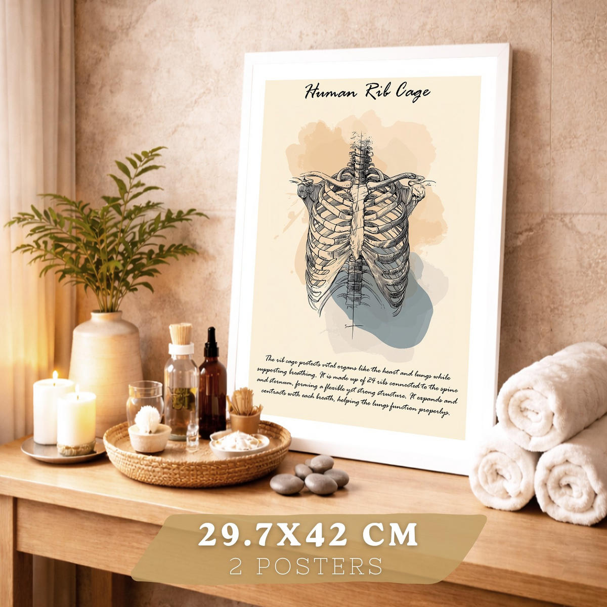 POSTER Set aus 2 Anatomie Mensch Lernposter Drucke und Wandbilder mit Skelett Rippen und Schädel Klinik Büro Dekoration Größe Rahmenlos A3 - Klar, Papier (29.7/42/3cm) - Nacnic
