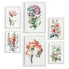 POSTER Set Mit 6 Hibiskus Vollfarbige Natur Und Botanikdrucke Mit Blumenmotiven Auf Reinweißen Hintergründen Innenarchitektur A3 & A4 Weißer Rahmen - Weiß, Papier (29/3cm) - Nacnic