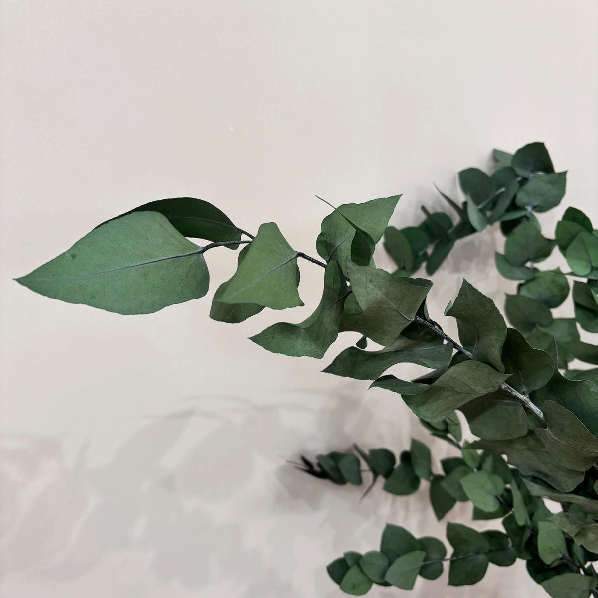 EUKALYPTUS Stuartiana - gelb / 60 - Orange, Naturmaterialien (75cm) - Lykke & You