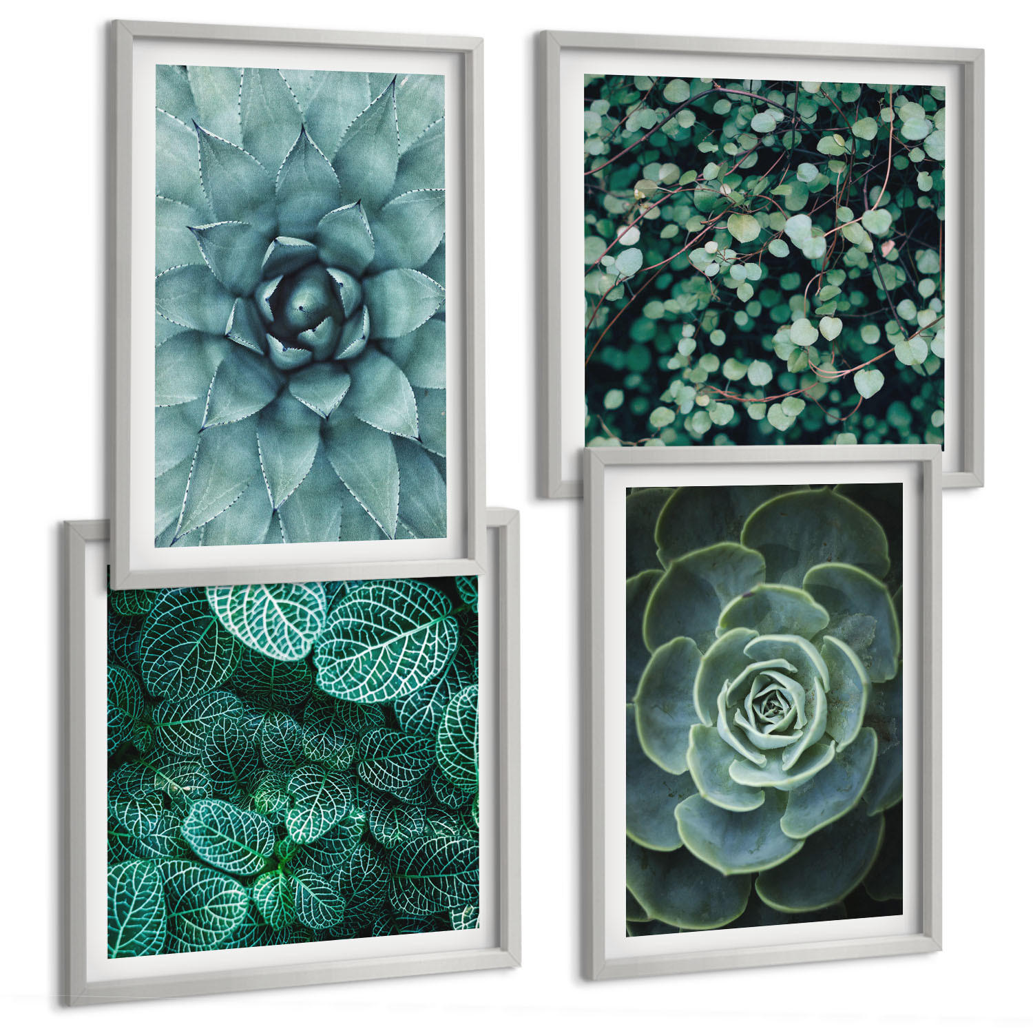 BILDER SET 4er Set - 50x50 cm & 40x60 cm Silberner Rahmen - Sukkulenten in Grün und Türkis - Silberfarben, Kunststoff (50/50cm) - TULUP