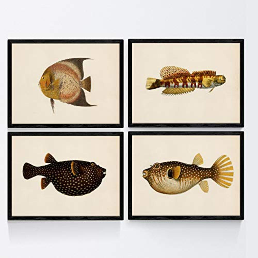 POSTER Set mit 4 bunten Fischen schwarz gelb TonEffekt mit Altpapier Hintergrund A3 Rahmenlos - Klar, Papier (29.7/3cm) - Nacnic