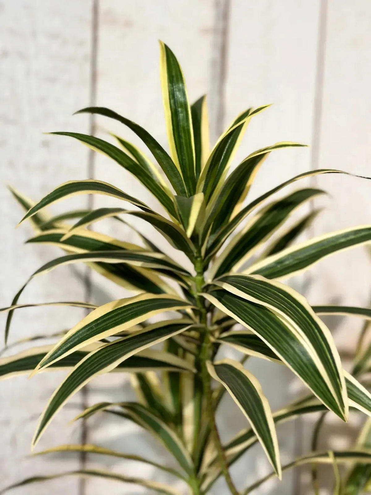 DRACHENBAUM Künstlicher Drachenbaum-Zweig - Günther - Grün, Kunststoff (1cm) - aplanta