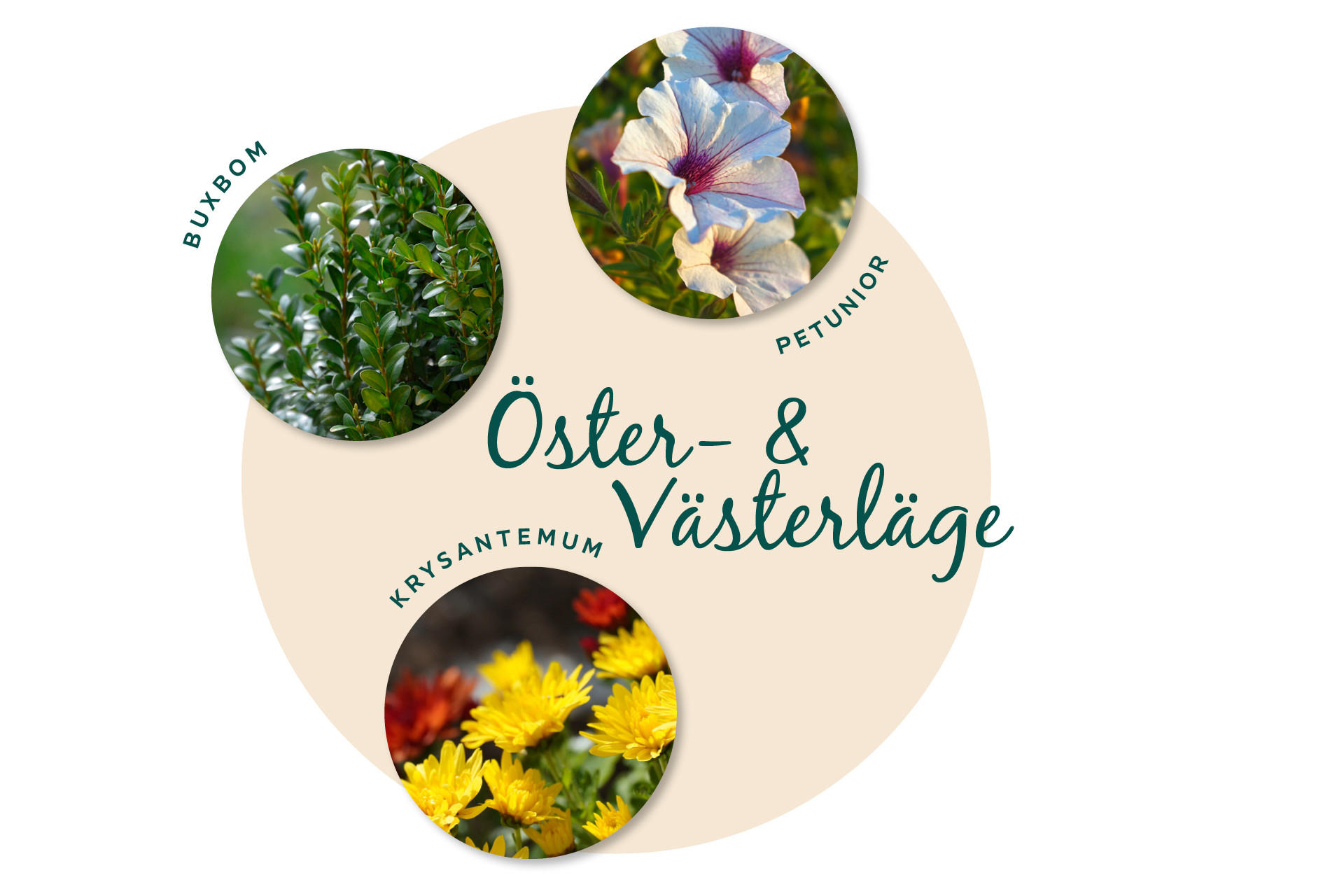 Balkongblommor för öster- & västerläge